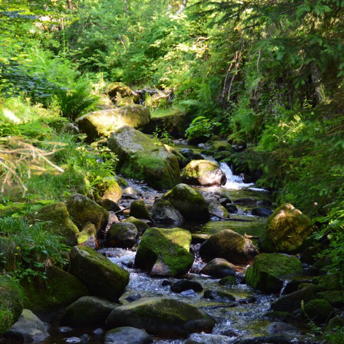 Wandern im Schwarzwald macht glücklich