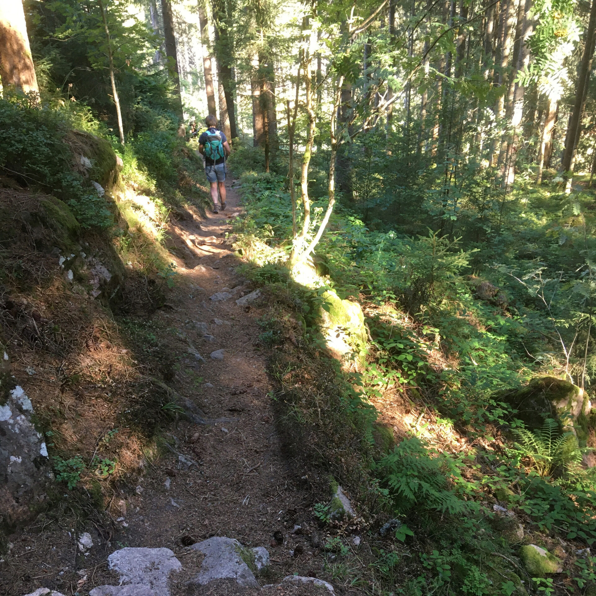 Wandern im Schwarzwald macht glücklich
